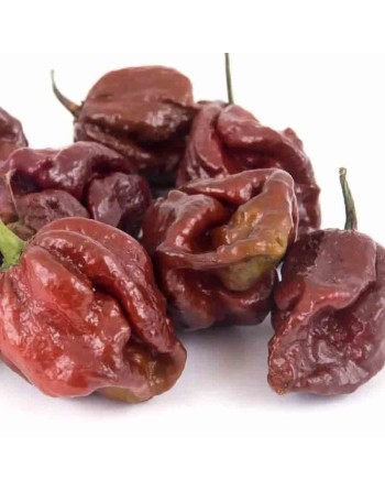 Apocalypse Chocolate Scorpion Pepper Trinidad & Tobago  Pepper Seeds - [ Shop Canadian Seeds Online ]  - Pepper Seeds - 