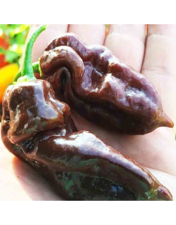 Black/Chocolate Naga Jolokia Chocolate Black Ghost Pepper, Bhut Jolokia Ghost Pepper,  Pepper Seeds - [ Shop Canadian Seeds Onli
