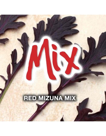 Red Miz Frills Mizuna Mustard Seeds, Japanese, Organic, Spicy Mizuna Seeds - [ Shop Canadian Seeds Online ]  - Lettuce - 