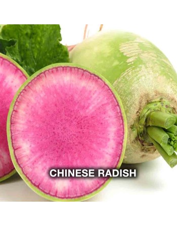 Chinese Watermelon Radish, Winter Radish, Oriental, Radish Seeds - [ Shop Canadian Seeds Online ]  - Radish - 