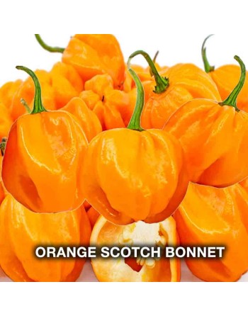 Scotch Bonnet Orange Pepper Seeds, Orange Pepper, Jamaican Bahamian Pepper Seeds - [ Shop Canadian Seeds Online ]  - Pepper Seed