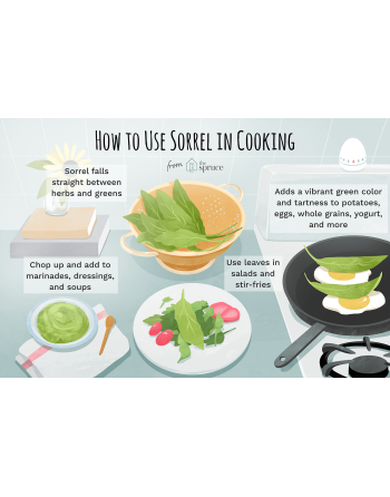 Red-Veined Sorrel, Rumex Sanguineus, Sorrel Seeds - [ Seed2Go.ca ] - [Seed Packets] - Leek - 