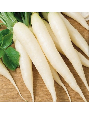IJskegel Radish Eiszapfen, Long White Radish Seeds, German - [ Shop Canadian Seeds Online ]  - Radish - 