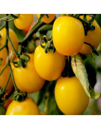 Galina's Yellow Cherry, Cherry Tomato, European, Siberia - [ Seed2Go - Canada ] - VT-GCT - Grape & Cherry Tomatoes