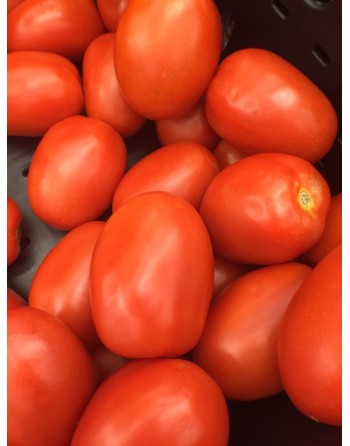 Roma VF Tomato, Italian Plum Tomatoes, Canning Tomato Seeds - [ Seed2Go.ca ] - [Seed Packets] - Tomato Seeds - 