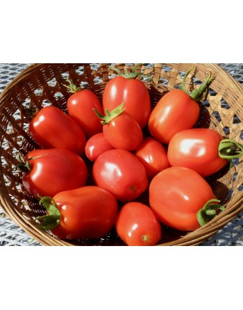 Roma VF Tomato, Italian Plum Tomatoes, Canning Tomato Seeds - [ Seed2Go.ca ] - [Seed Packets] - Tomato Seeds - 