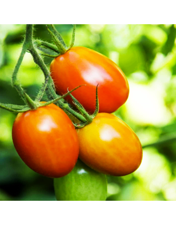 Roma VF Tomato, Italian Plum Tomatoes, Canning Tomato Seeds - [ Seed2Go.ca ] - [Seed Packets] - Tomato Seeds - 