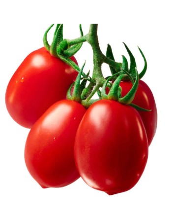 Roma VF Tomato, Italian Plum Tomatoes, Canning Tomato Seeds - [ Seed2Go.ca ] - [Seed Packets] - Tomato Seeds - 