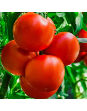 Stupice Tomato, Czech Republic, Czechoslovakia, Tomato Seeds - [ Shop Canadian Seeds Online ]  - Tomato Seeds - 