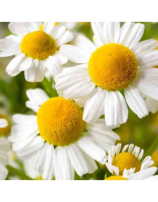 Chamomile - [ Seed2Go - Canada ] - VH-CHML - Herb Seeds