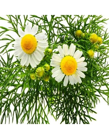 German Chamomile, Matricaria Chamomilla, Annual, Chamomile Herb Seeds - [ Seed2Go.ca ] - [Seed Packets] - Herb Seeds - 