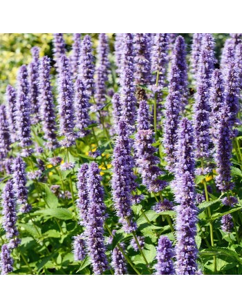 Korean Mint Herb, Agastache, Mint Seeds - [ Seed2Go.ca ] - [Seed Packets] - Herb Seeds - 