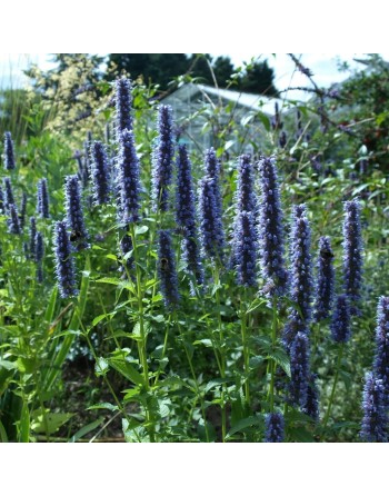 Korean Mint Herb, Agastache, Mint Seeds - [ Seed2Go.ca ] - [Seed Packets] - Herb Seeds - 
