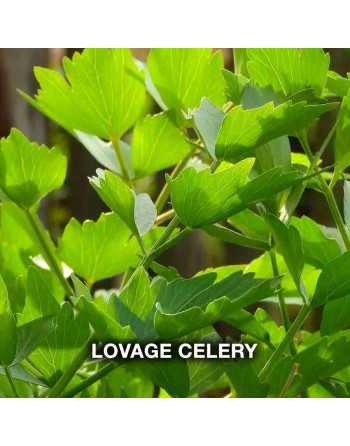 Lovage Celery Herb/Spice, Organic, Lovage Herb Seeds - [ Seed2Go.ca ] - [Seed Packets] - Herb Seeds - 
