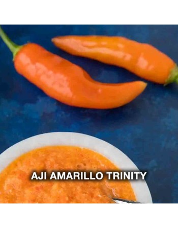 Aji Amarillo Pepper, Chili, Mango, Peru, Mild Pepper Seeds - [ Shop Canadian Seeds Online ]  - Pepper Seeds - 