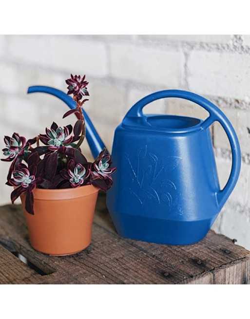 INTELLIGROW 1 Gallon Watering Can - [ Seed2Go - Canada ] -  - Watering Can