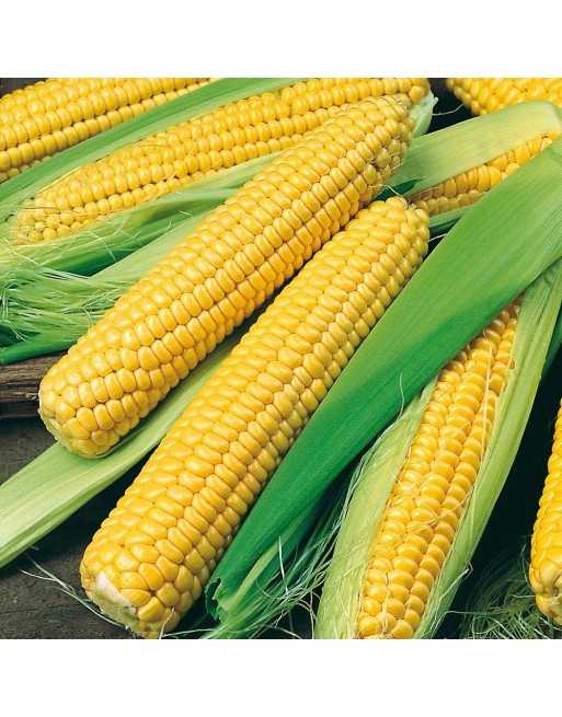 Golden Bantam SU Sweet Corn, Heirloom Corn - [ Seed2Go - Canada ] - VG-BTC - Corn