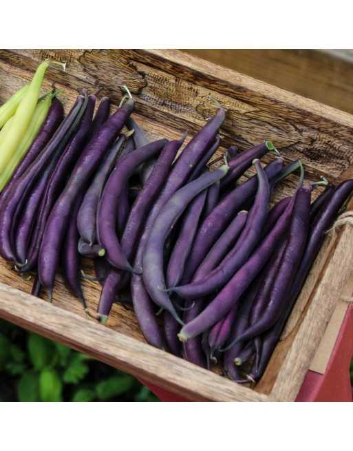 Royal Burgundy Stringless Bean, Bush Bean, Heirloom - [ Seed2Go - Canada ] - VB-RBBB - Bean/Pea