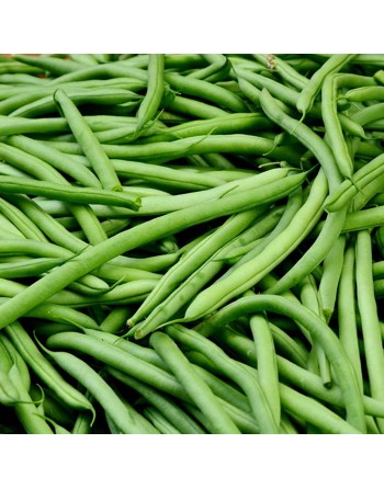 Kentucky Wonder Blue Pole Bean - [ Seed2Go - Canada ] - VB-KTW - Bean & Pea