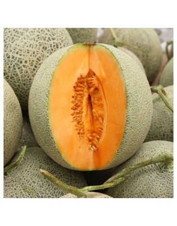 Delicious 51 Early Melon, Sweet, Cantaloupe Seeds - [ Shop Canadian Seeds Online ]  - Melon - 