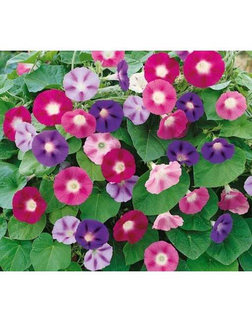 Morning Glory Mix, Tri-Color, Annual - [ Seed2Go - Canada ] - VF-MGM - Flower Seed