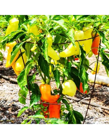 Hot Hungarian Wax, Hot Pepper, Hungary, Red, Orange, Yellow Hues,  Pepper Seeds - [ Shop Canadian Seeds Online ]  - Pepper Seeds