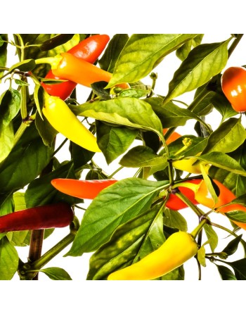 Hot Hungarian Wax, Hot Pepper, Hungary, Red, Orange, Yellow Hues,  Pepper Seeds - [ Shop Canadian Seeds Online ]  - Pepper Seeds