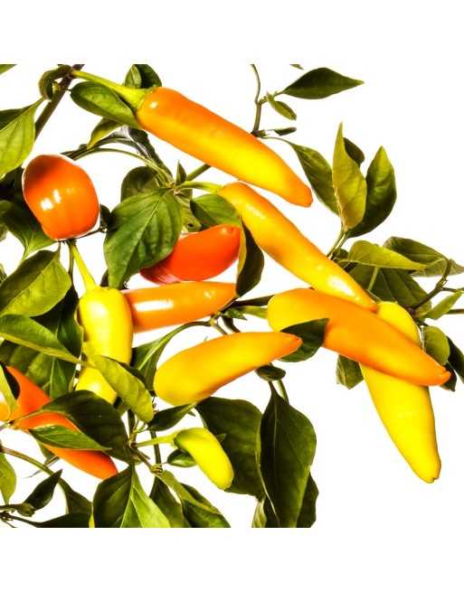 Hot Hungarian Wax, Hot Pepper, Hungary, Red, Orange, Yellow Hues,  Pepper Seeds - [ Shop Canadian Seeds Online ]  - Pepper Seeds