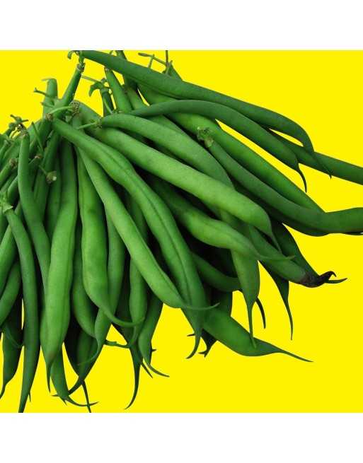Stringless 'Green Pod' Bush Bean, Heirloom, Early - [ Seed2Go - Canada ] - VB-SGP - Bush Beans