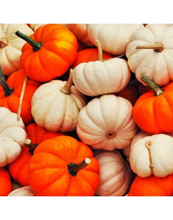 Jill-Be-Little Mini Pumpkin Seeds, Tiny Pumpkin - [ Shop Canadian Seeds Online ]  - Pumpkin - 