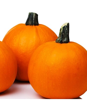 Small Sugar Pie Pumpkin Seeds - [ Shop Canadian Seeds Online ]  - Pumpkin - 