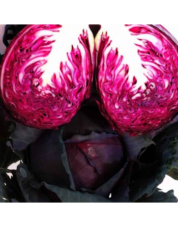 Red Acre Cabbage - [ Shop Canadian Seeds Online ]  - Cabbage - 