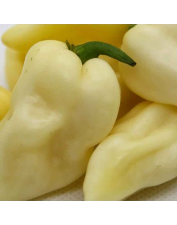 White Ghost Pepper, Bhut Jolokia Pepper, Bhut Jolokia, Indian Favorite,  Pepper Seeds - [ Shop Canadian Seeds Online ]  - Pepper