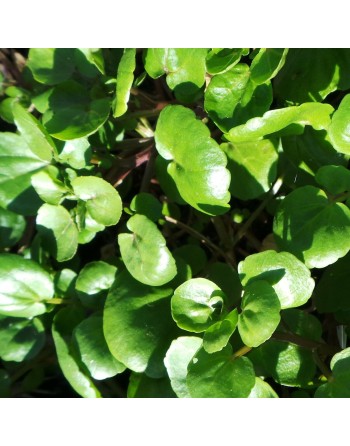True Aqua Watercress Spice, Large Leaf Variety, Watercress Seeds - [ Seed2Go.ca ] - [Seed Packets] - Herb Seeds - 