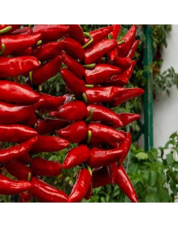 Basque Espelette Pepper, Chimayo Type, France and Latin Origins Pepper Seeds - [ Seed2Go.ca ] - [Seed Packets] - Pepper Seeds - 