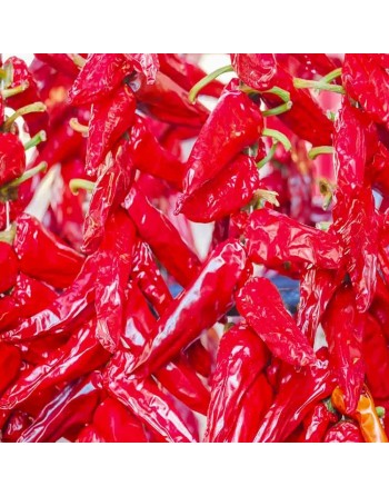 Basque Espelette Pepper, Chimayo Type, France and Latin Origins Pepper Seeds - [ Seed2Go.ca ] - [Seed Packets] - Pepper Seeds - 