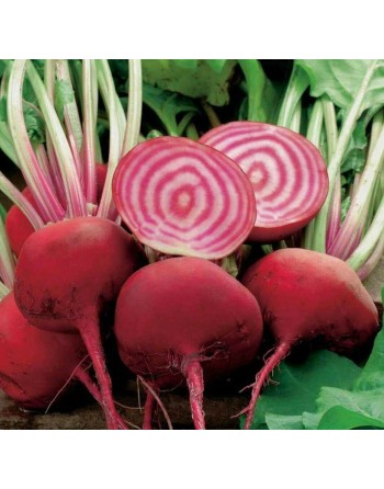 Chioggia Candy Cane Beet, Italy, Premium Beet Seeds - [ Shop Canadian Seeds Online ]  - Beet - 