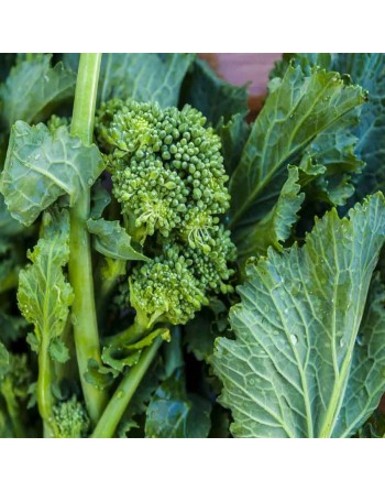 Italian Broccoletto Seeds, Rapini Marzatica, Sgaravatti Spring Rapini, Broccoli Raab, Broccoli Rabe, Cima di Rapa - [ Shop Canad