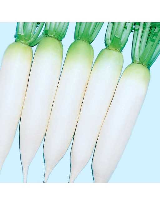 Spring White F1, White Icicle Radish, Lady Fingers Radish - [ Seed2Go - Canada ] - V-WIR - Radish