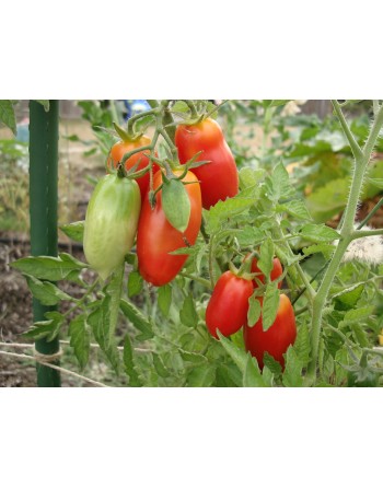 San Marzano, Indeterminate, Paste, Traditional Italian Tomato Seeds - [ Shop Canadian Seeds Online ]  - Tomato Seeds - 