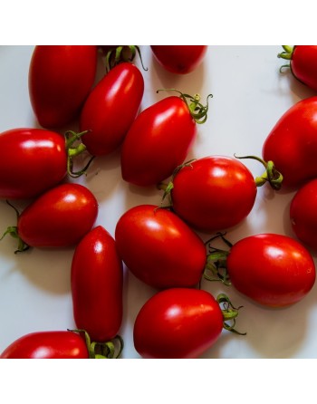 San Marzano, Indeterminate, Paste, Traditional Italian Tomato Seeds - [ Shop Canadian Seeds Online ]  - Tomato Seeds - 