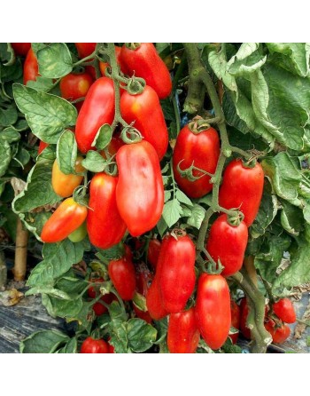 San Marzano, Indeterminate, Paste, Traditional Italian Tomato Seeds - [ Shop Canadian Seeds Online ]  - Tomato Seeds - 