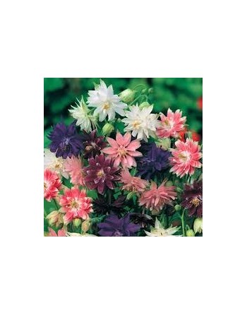 Aquilegia, Barlow Mix Flower - [ Shop Canadian Seeds Online ]  - Flower Seed - 