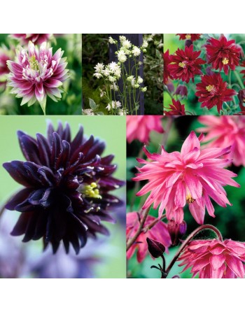 Aquilegia, Barlow Mix Flower - [ Shop Canadian Seeds Online ]  - Flower Seed - 