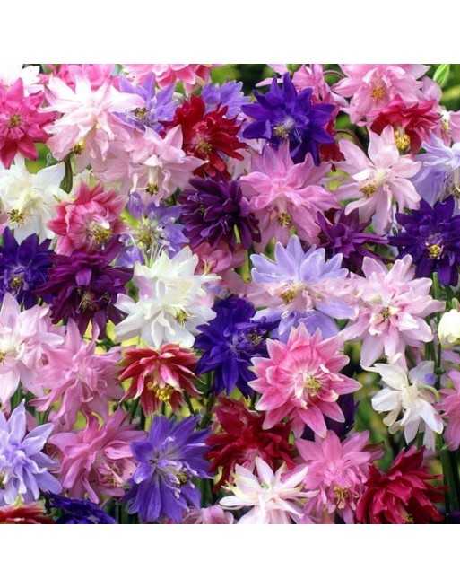 Aquilegia, Barlow Mix Flower - [ Shop Canadian Seeds Online ]  - Flower Seed - 