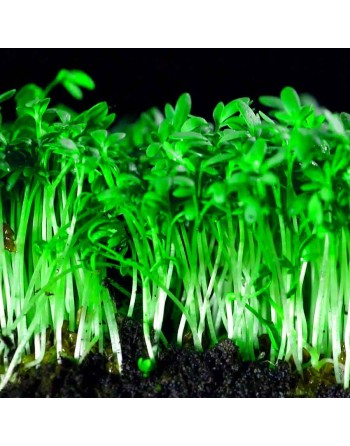 Garden Cress Peppergrass, Peppercress Seeds, Curled Cress - [ Seed2Go.ca ] - [Seed Packets] - Herb Seeds - 