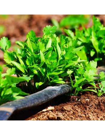 Santo Organic Cilantro, Slow to Bolt, Long Santo Cilantro Seeds - [ Seed2Go.ca ] - [Seed Packets] - Herb Seeds - 