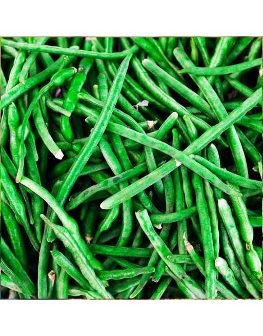 Green Jade, Bush Bean - [ Seed2Go - Canada ] - VB-JBB - Bush Beans