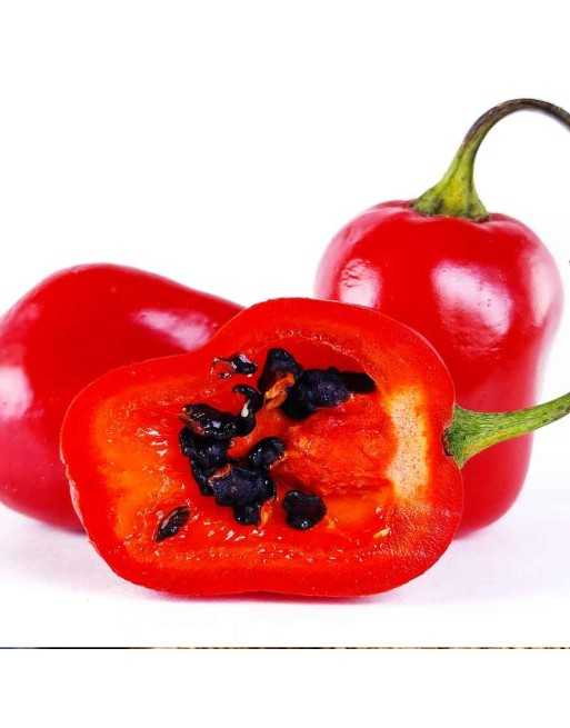 Ecuador Red Rocoto Hot Pepper Seeds, Equador of Hell, Peru, Rocoto Relleno  Pepper Seeds - [ Shop Canadian Seeds Online ]  - Pep