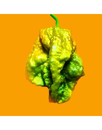 Big Mustard Mama, Naga Morich / Douglah Cross, Big Red Mama, Naga Morich / Douglah Cross, Cousin of Ghost Pepper - [ Shop Canadi